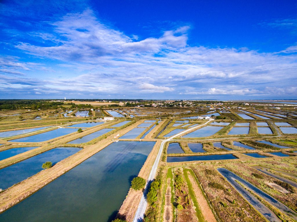 Oyster beds in Breuillet