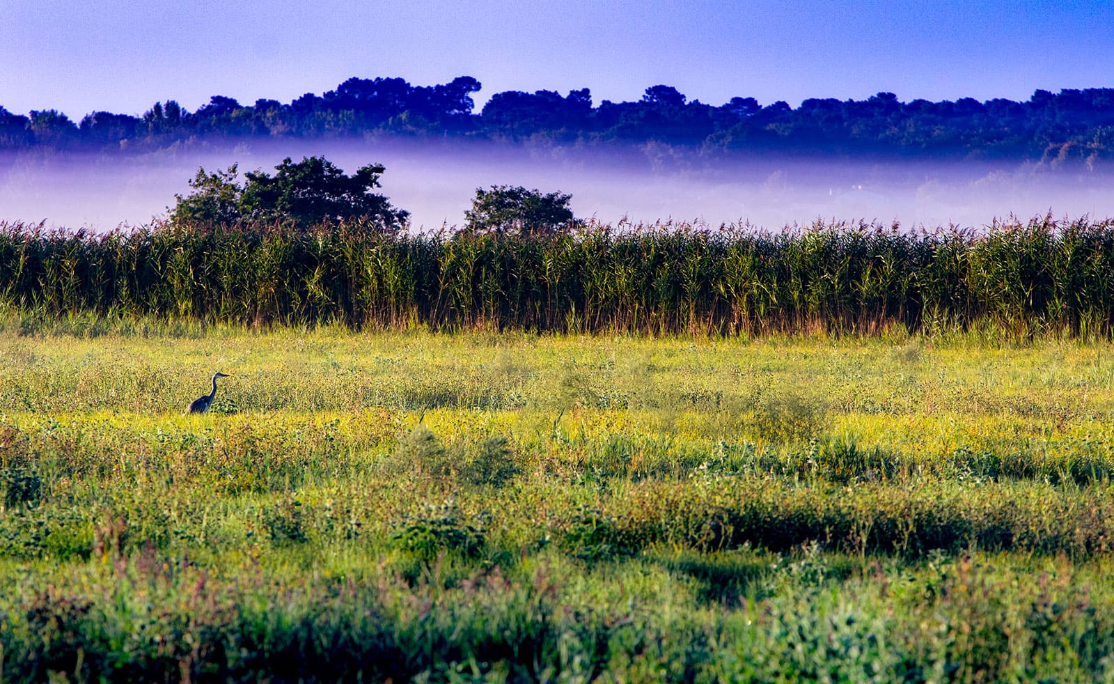 Nebel über den Sümpfen von Saint-Augustin-sur-Mer