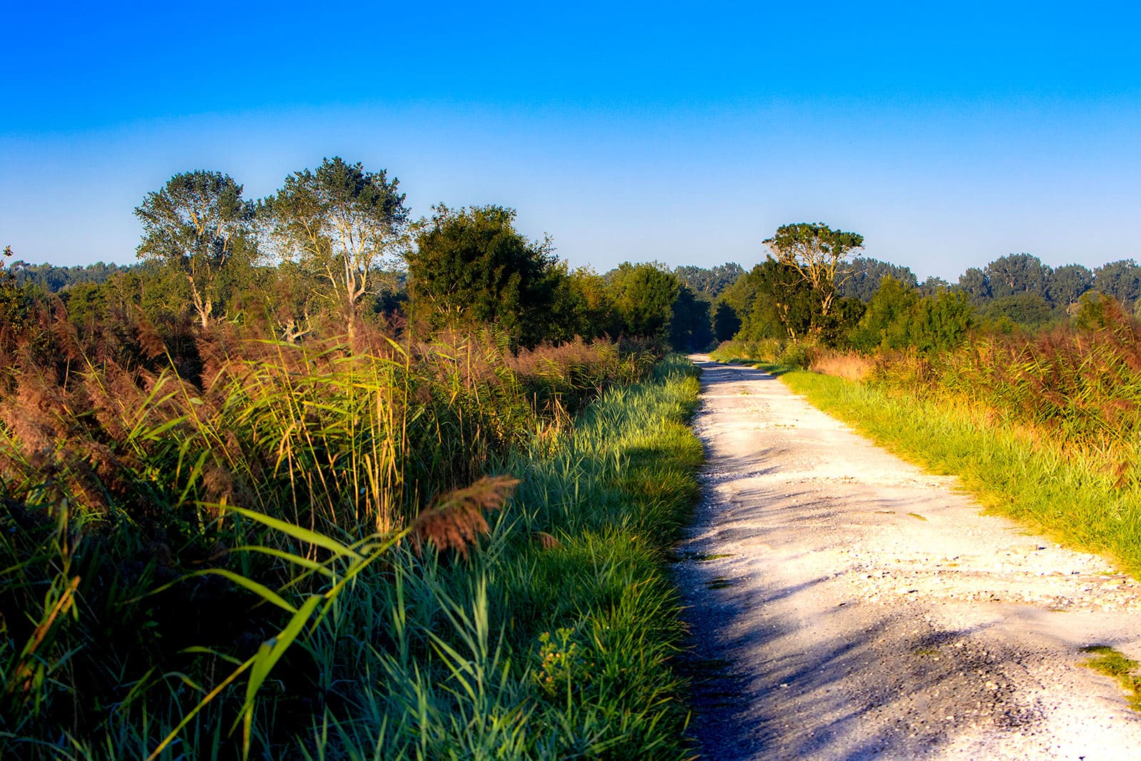 un sentier entre les marais de Saint-Augustin-sur-Mer