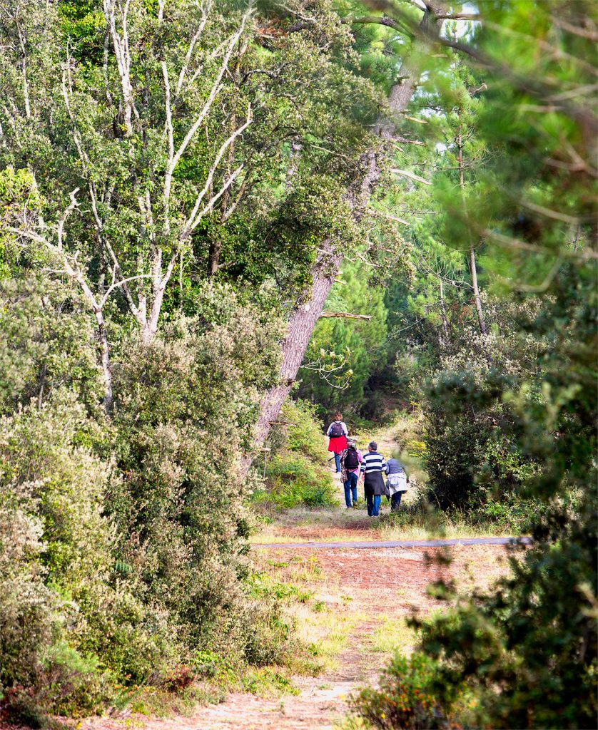 Wanderweg im Coubre-Wald