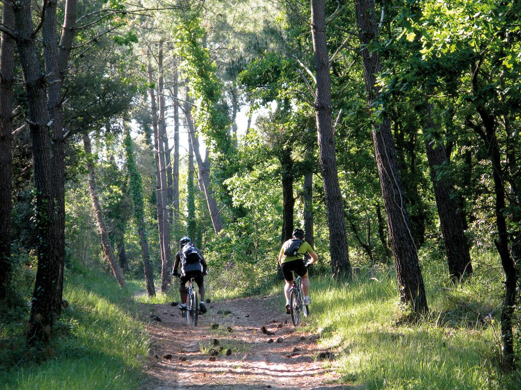 Mountain bike trail in the La Coubre forest