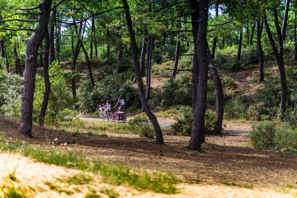 Fahrradtour-Schatten-Kiefernwald