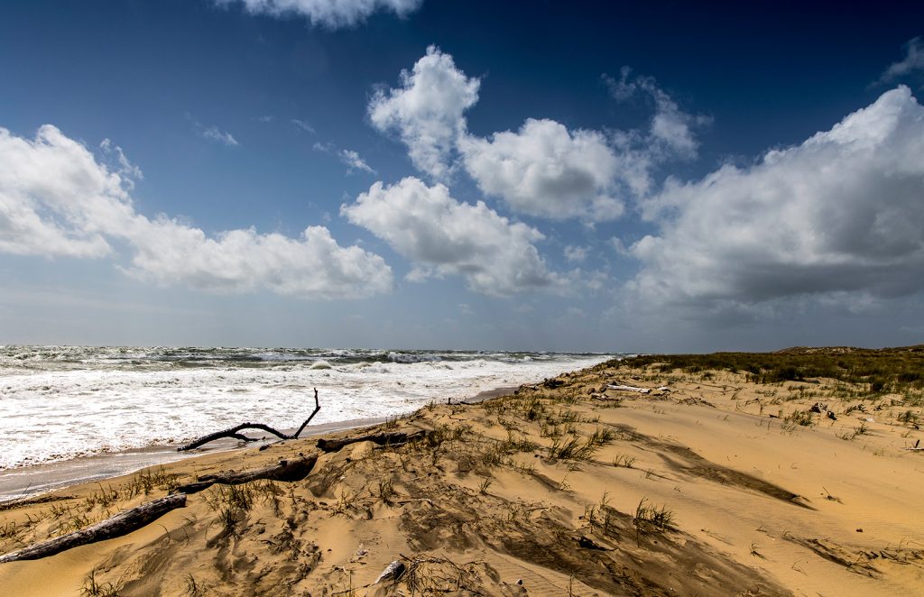 holzflotten-cote-sauvage-la-tremblade