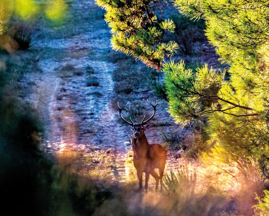 stag-cote-sauvage-winter