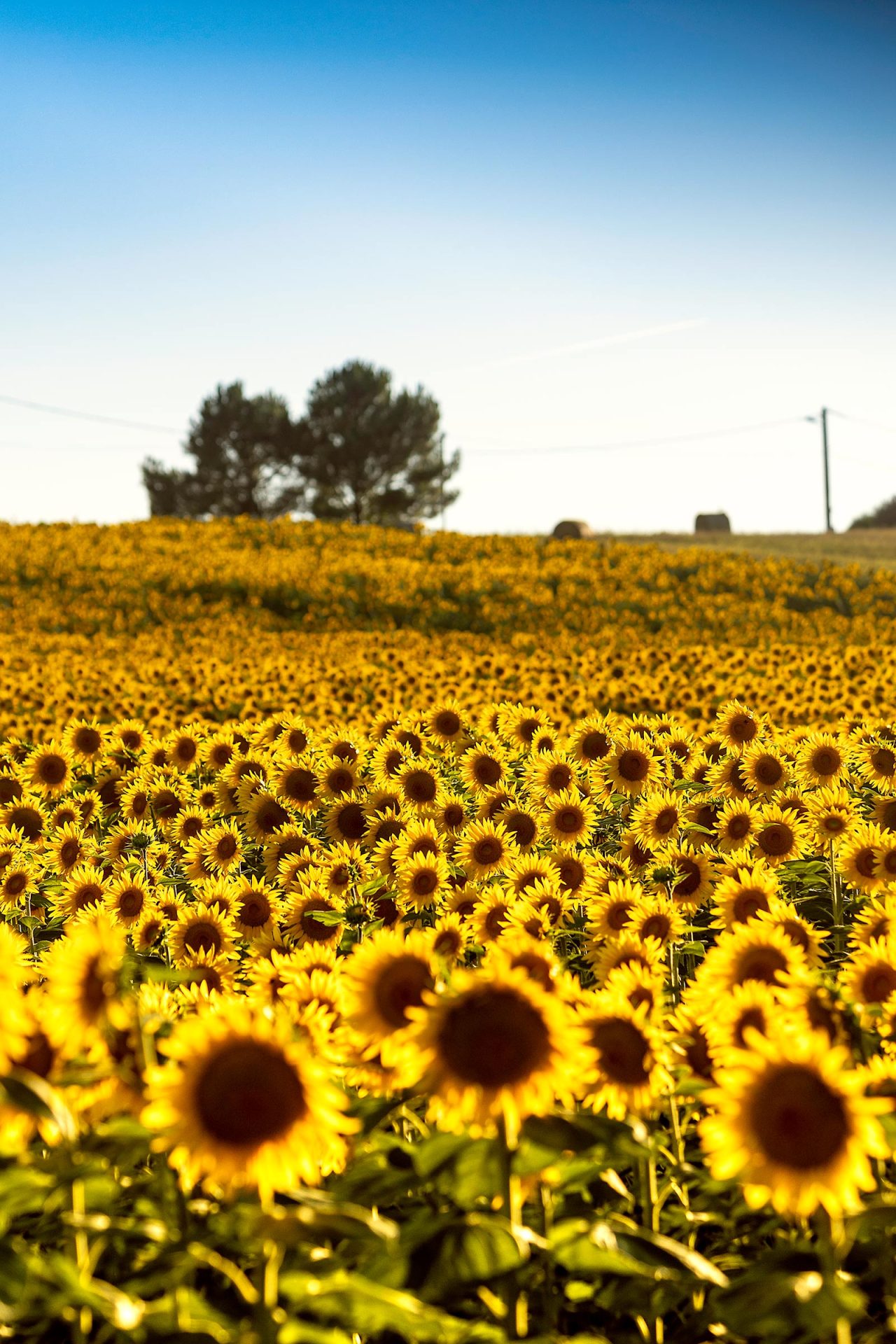 Sunflower field between two estuaries