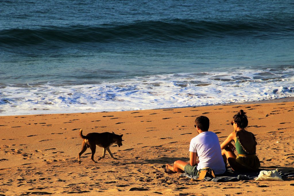 dog-beach-wild-coast-evening