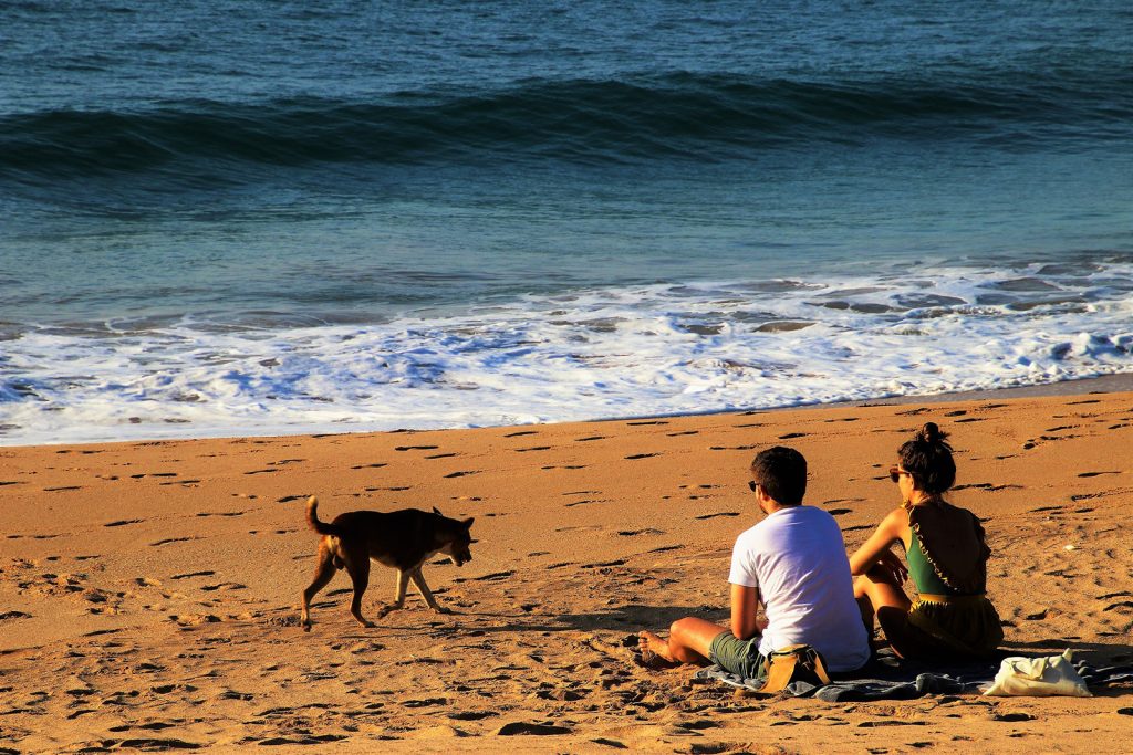 chien-plage-cote-sauvage-soiree