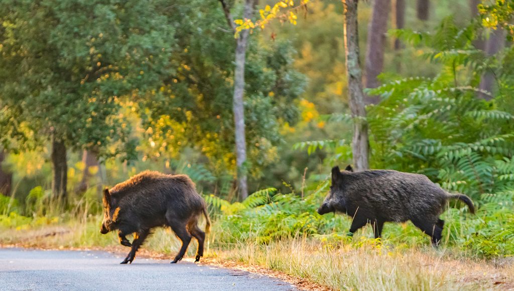 Wildschwein-Wald-Coubre