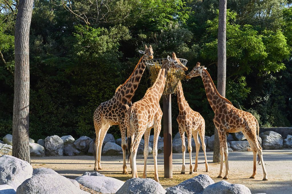 Zoo de la Palmyre