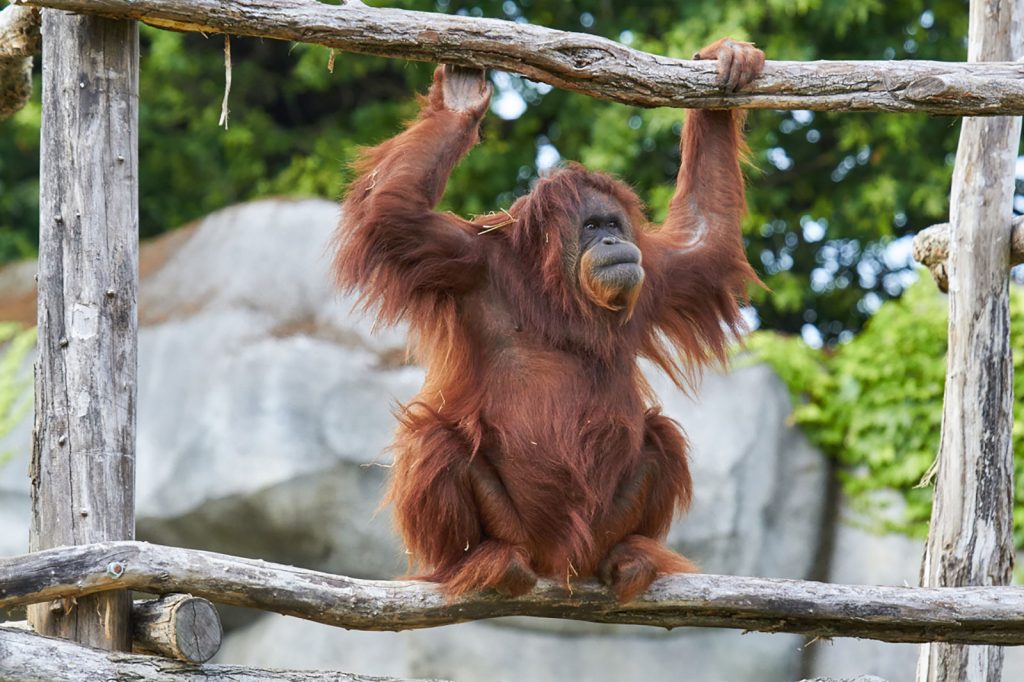 La Palmyre Zoo