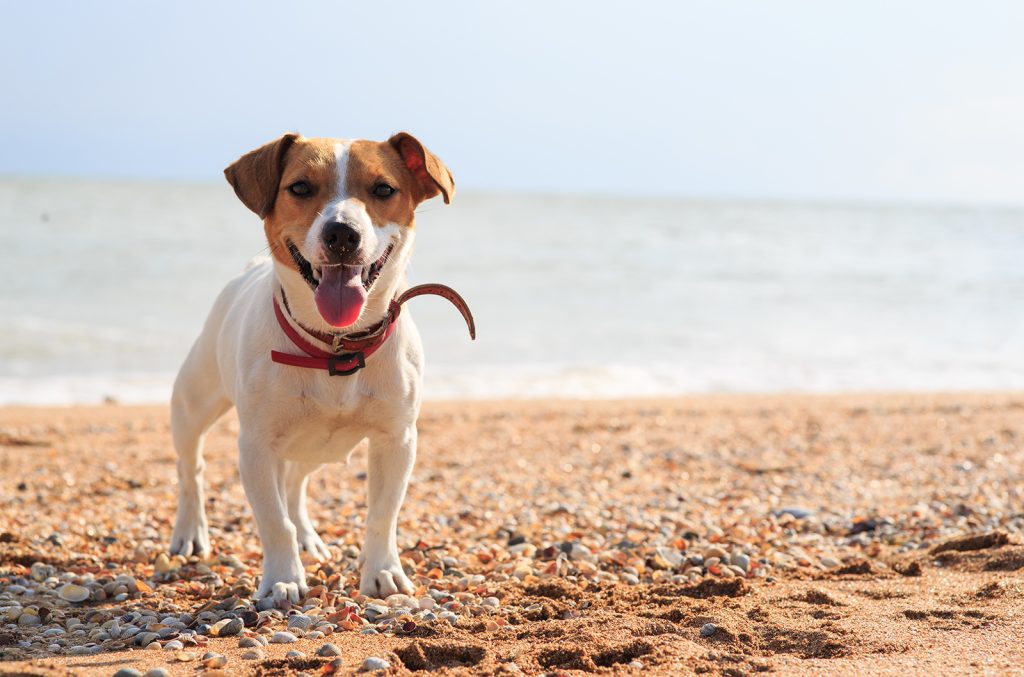 urlaub-meer-mit-hund