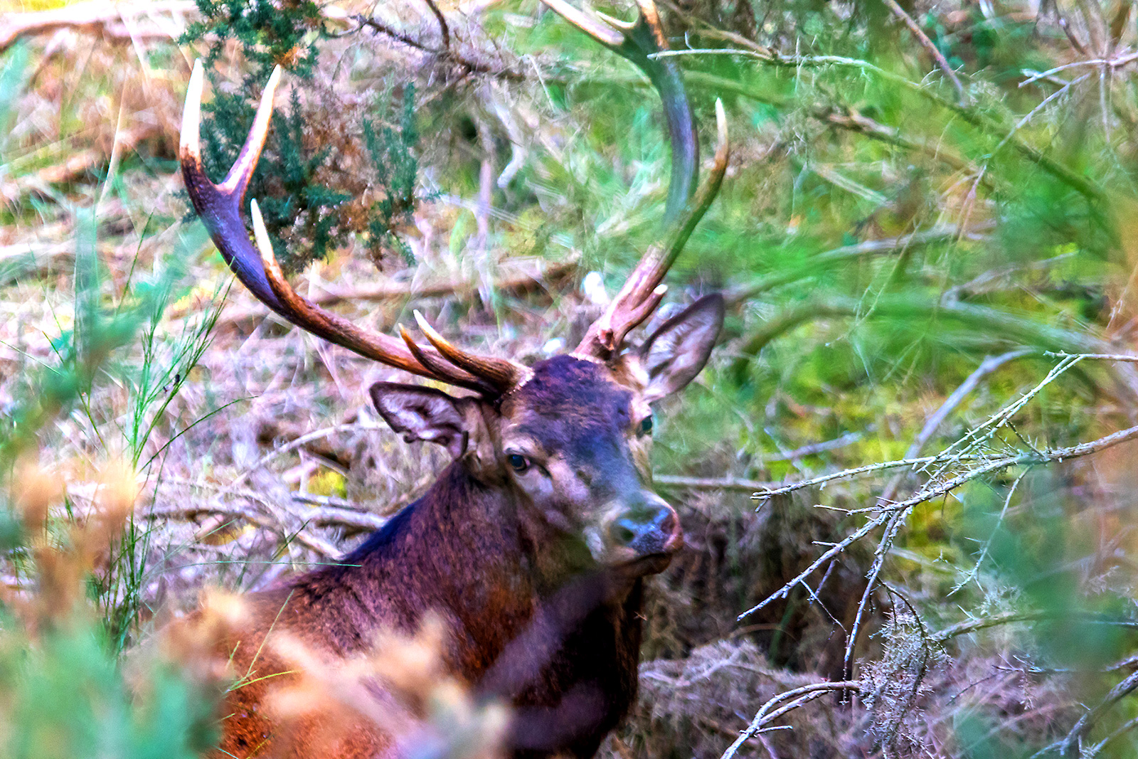 Deer slab in the La Coubre forest