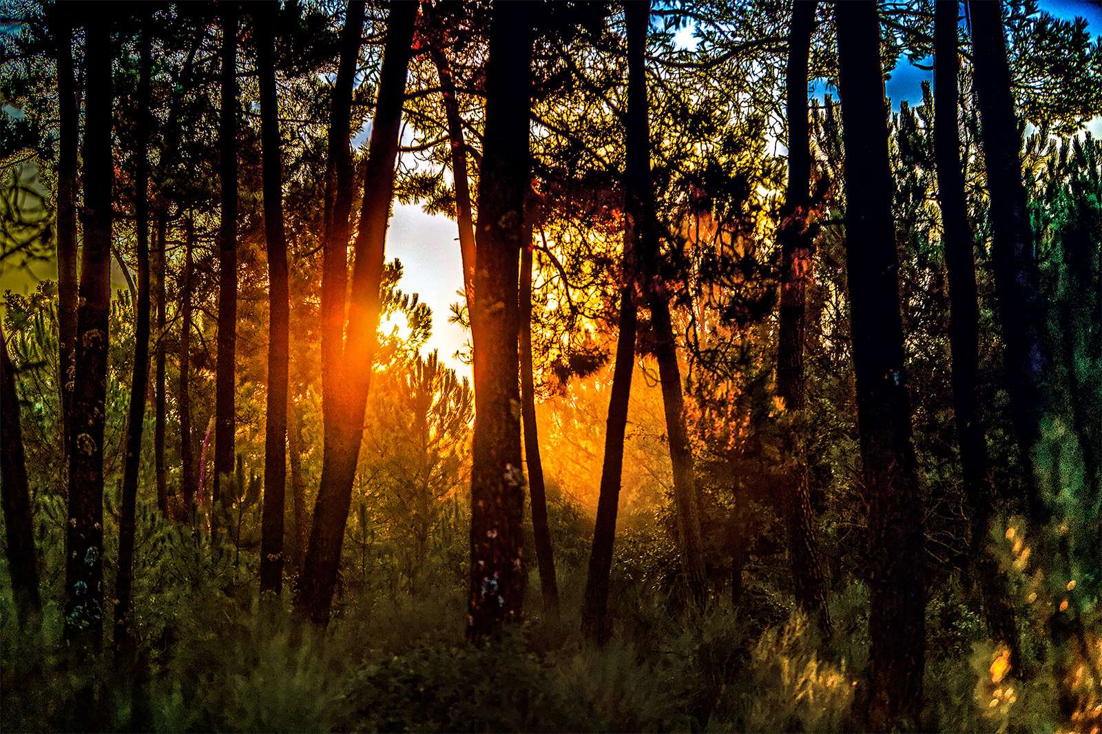 Sonnenuntergang über den Wäldern