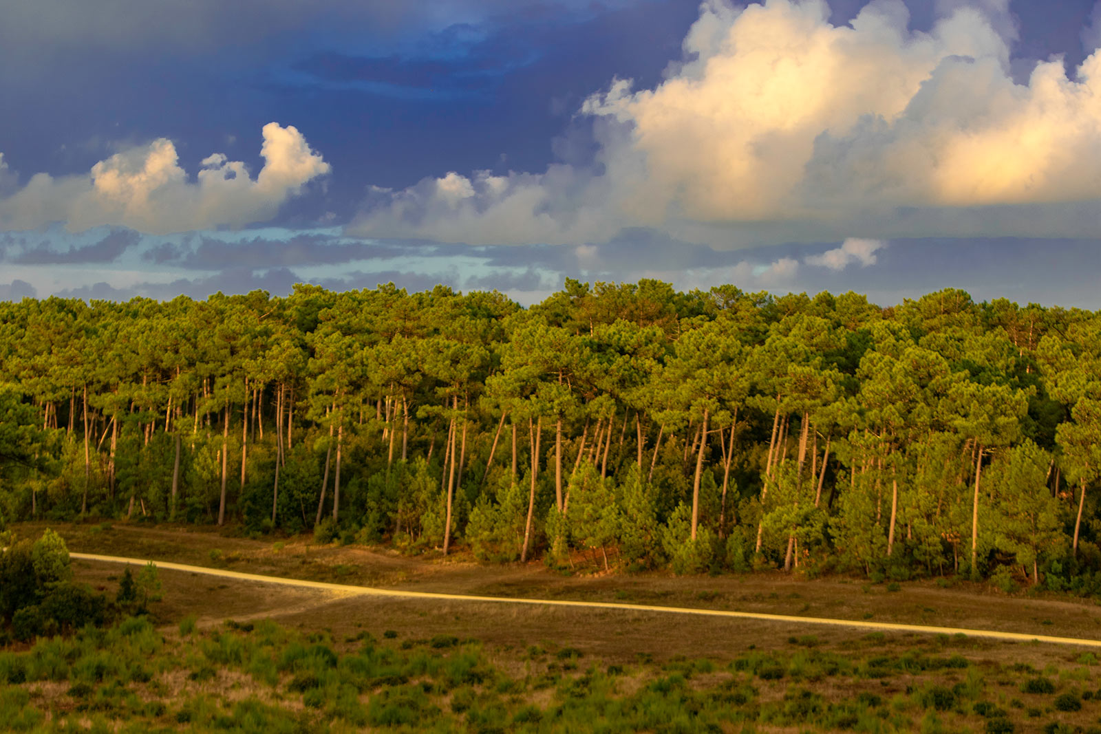 Forêt de la Courbe