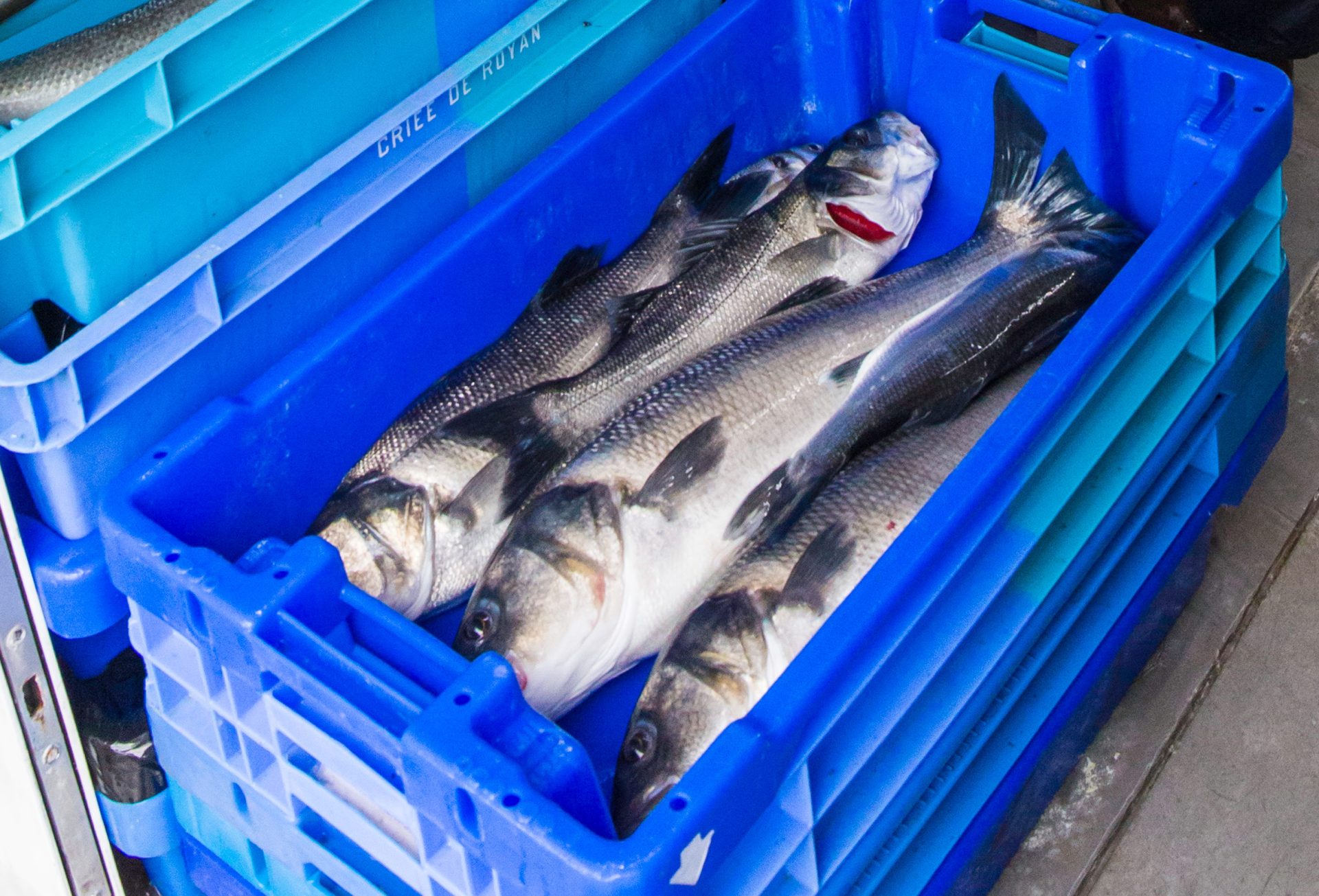 retour-peche-poissons-royan