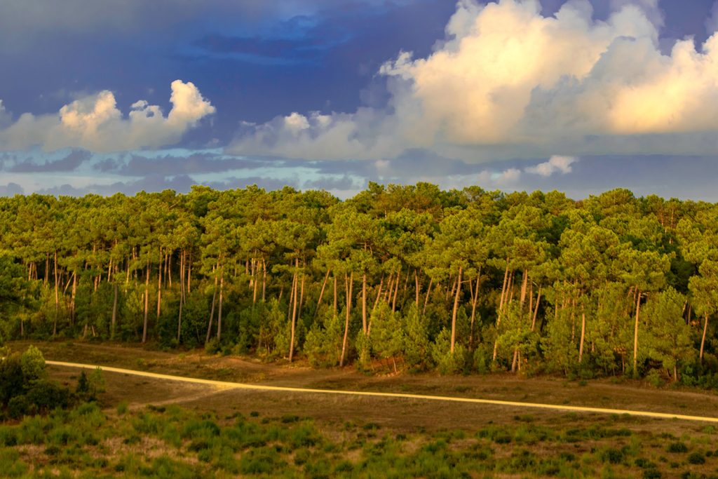 Sentier de forêts