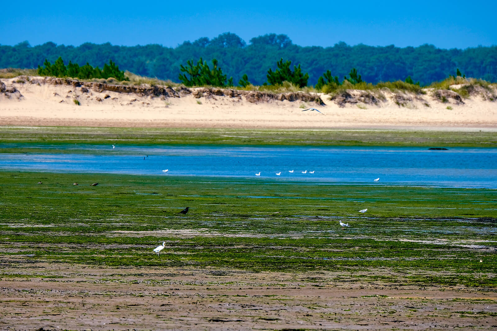 Egrets and seagulls at Bonne Anse