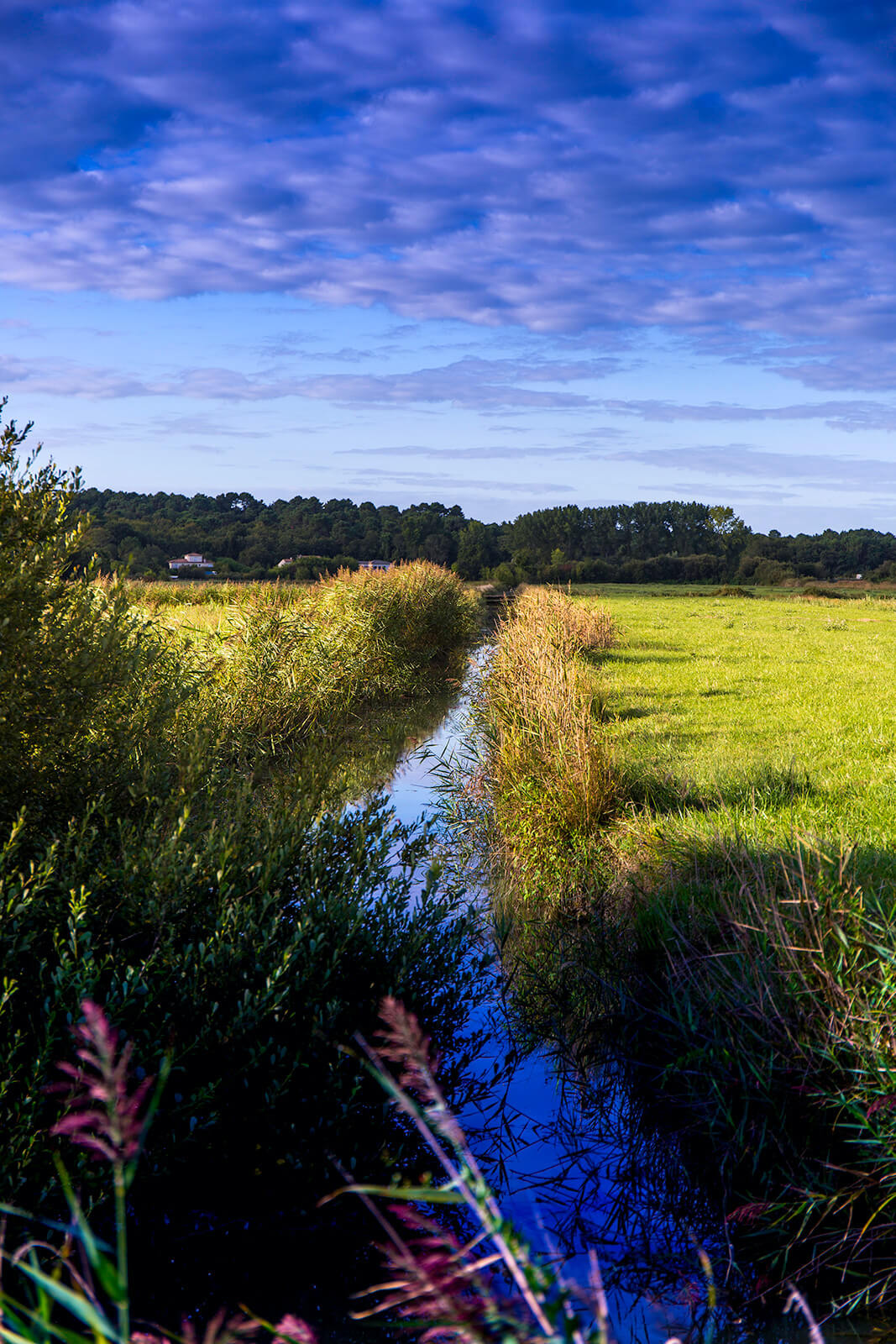 Soft marsh of the Arvert peninsula