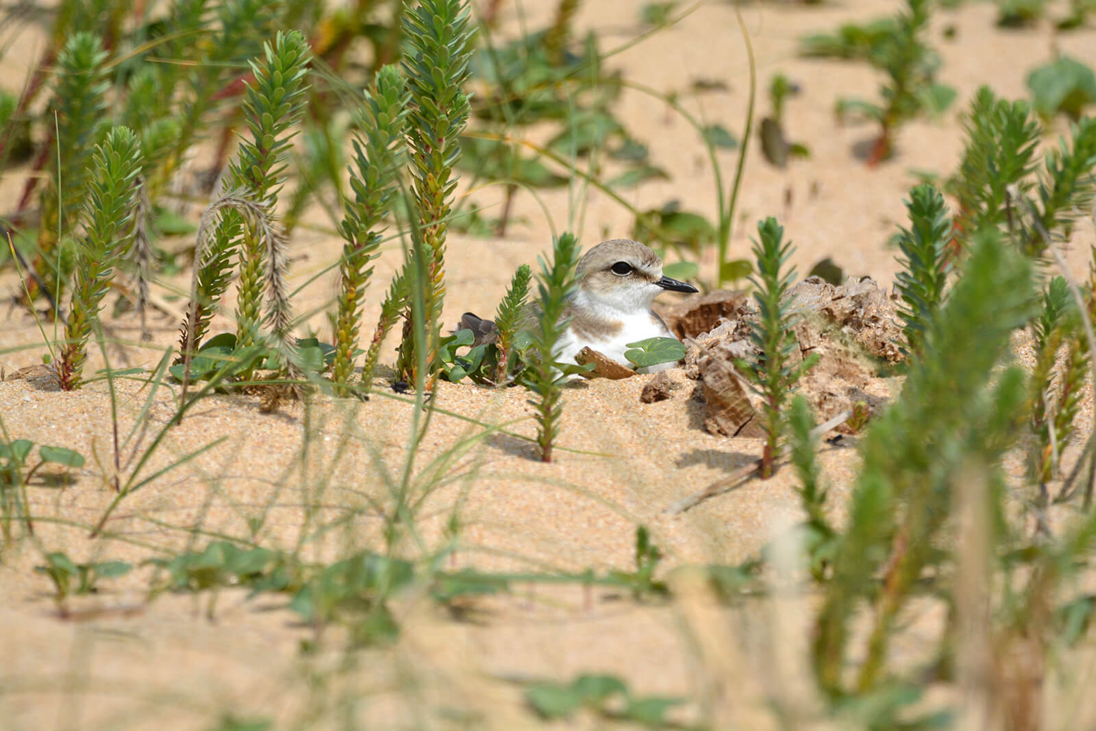 Female plover nesting in the sand