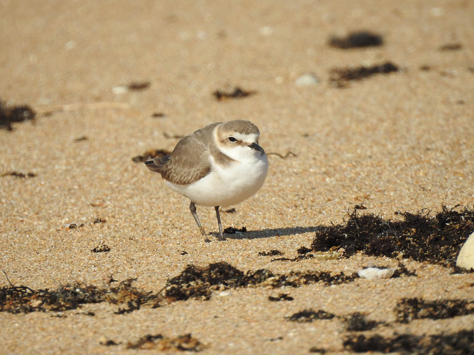 Plover ununterbrochener Kragen