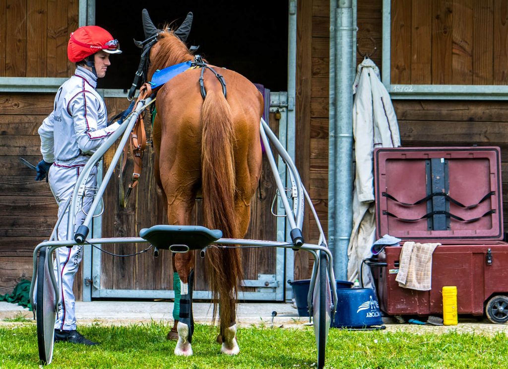 Pferd am Stand der Rennbahn Royan