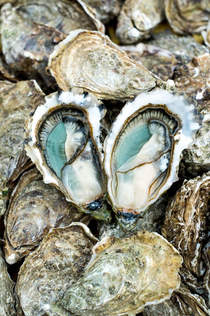 Green oysters from Marennes Oléron