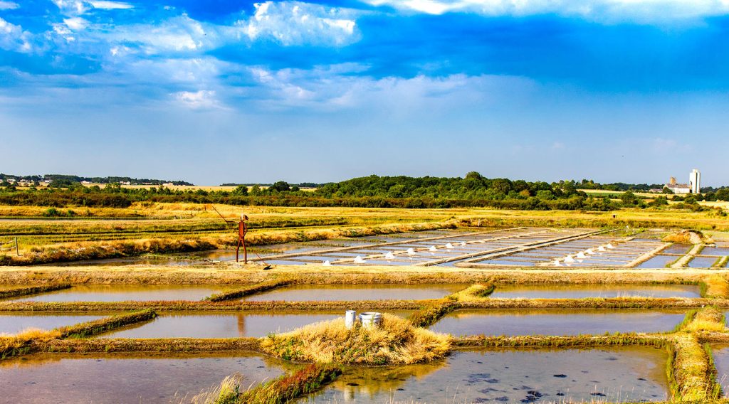 Mornac sur Seudre salt marsh