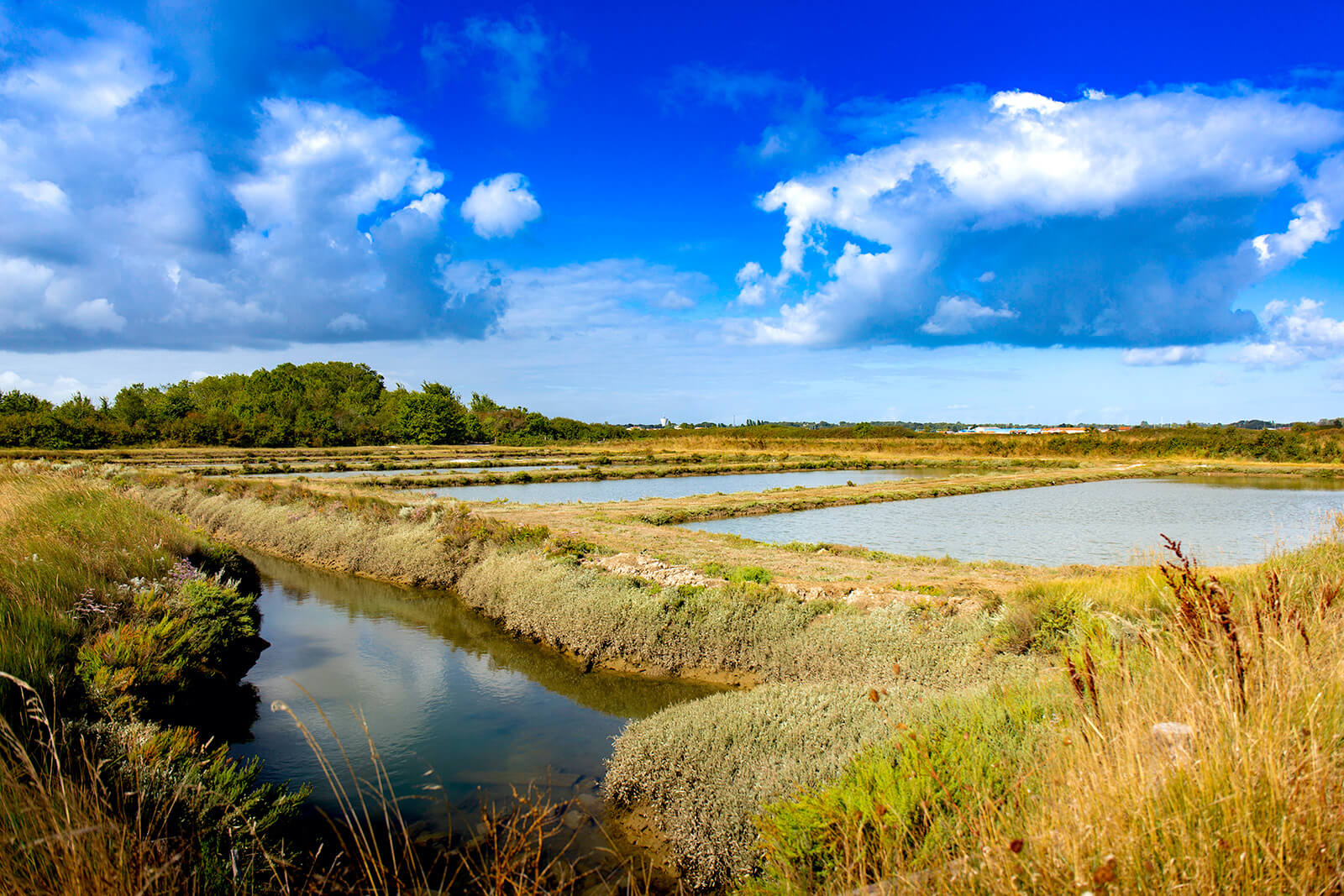 Salt marshes of the Seudre estuary
