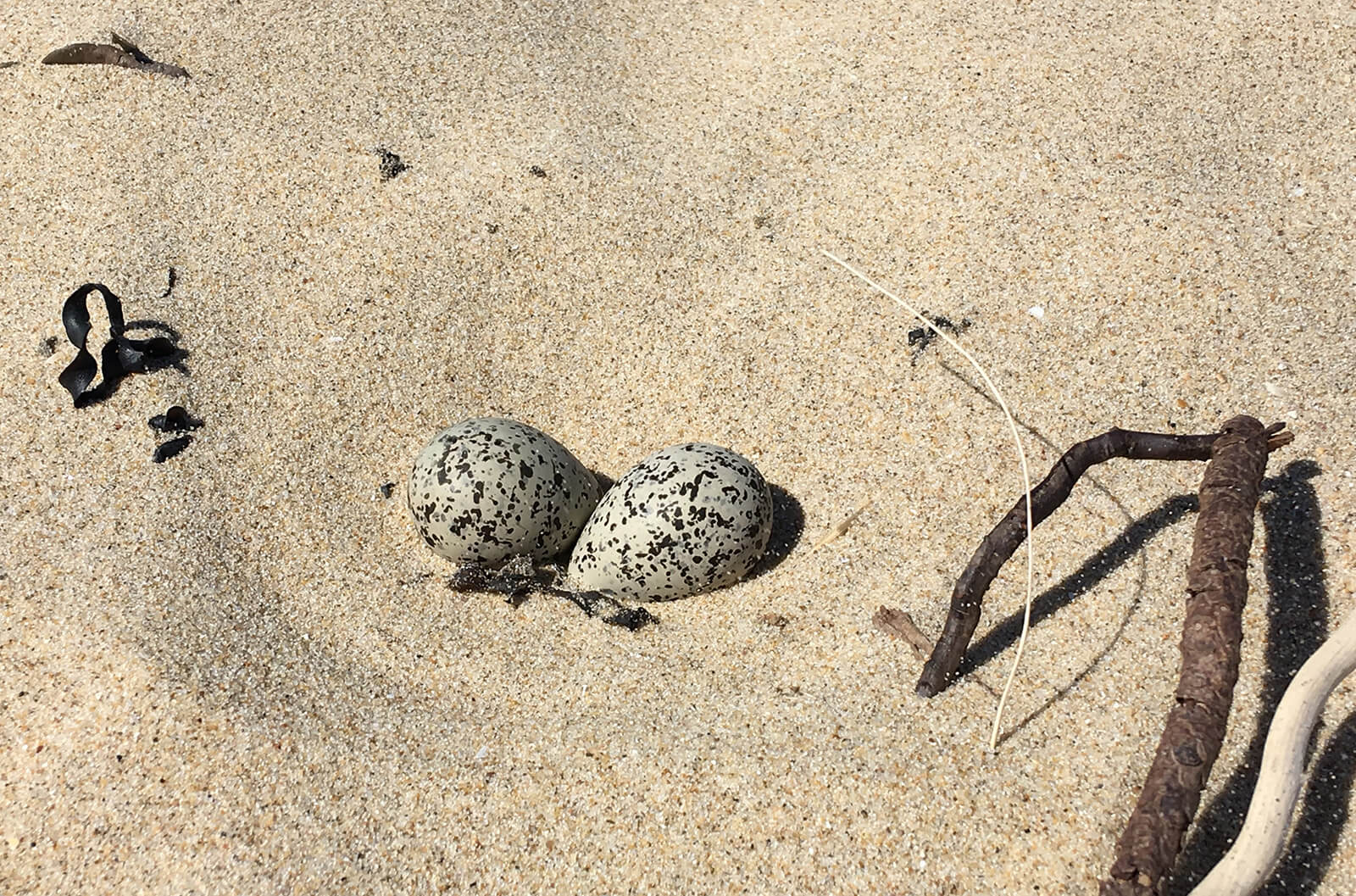 Plover eggs on the wild coast sand