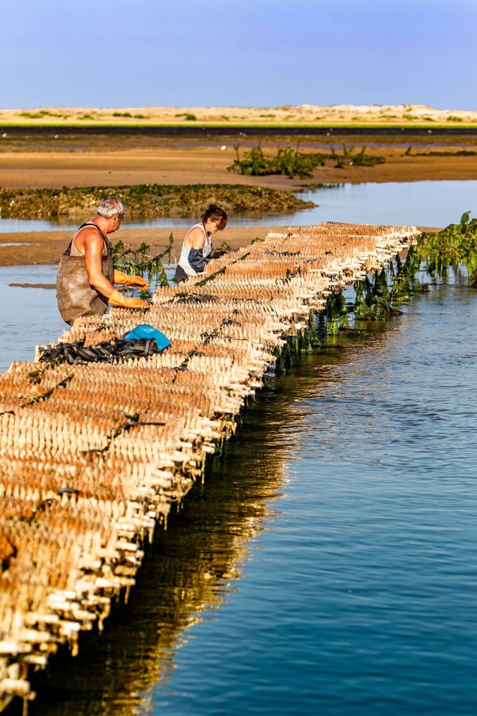 Bonne Anse oyster beds