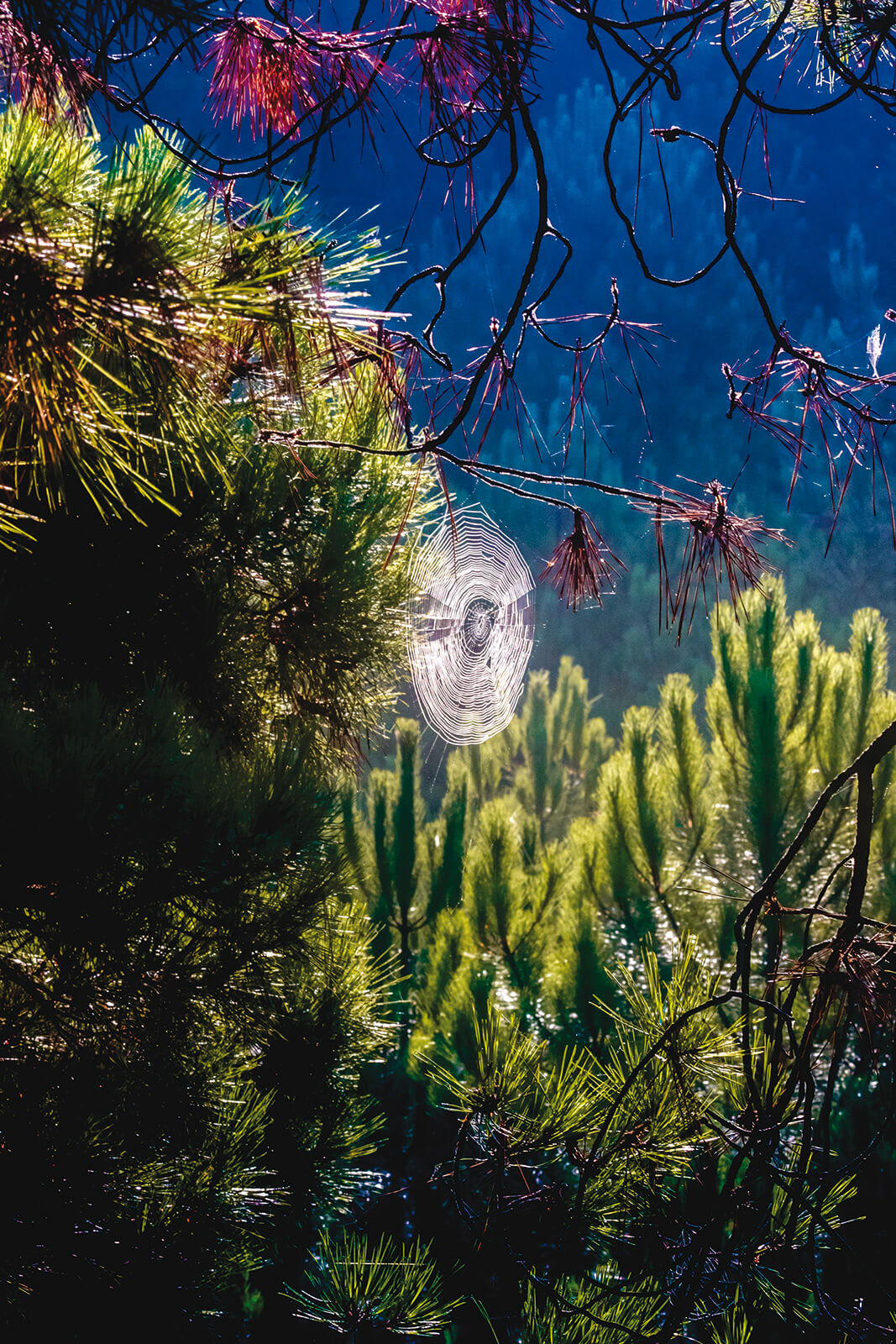Spinnennetz der Herbstwaldnatur