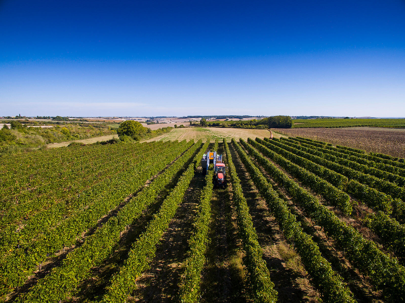 Vineyards