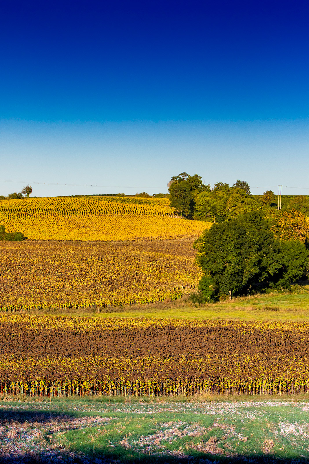 champs-campagne-boutenac