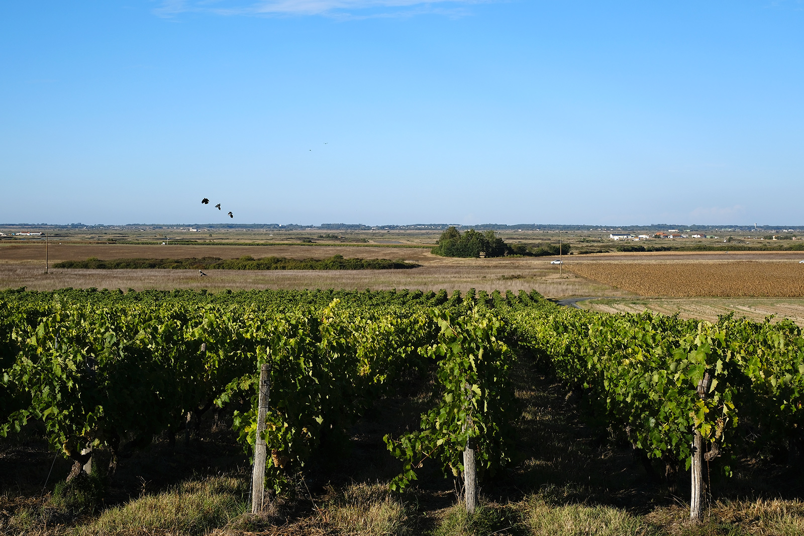 Weinreben an den Hängen von Arvert