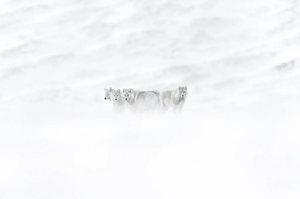 Arctique - photographie de Vincent Munier