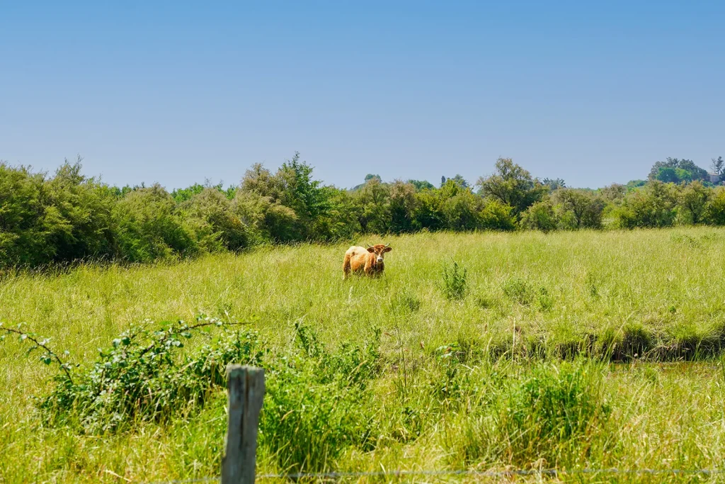 marshes around Talmont