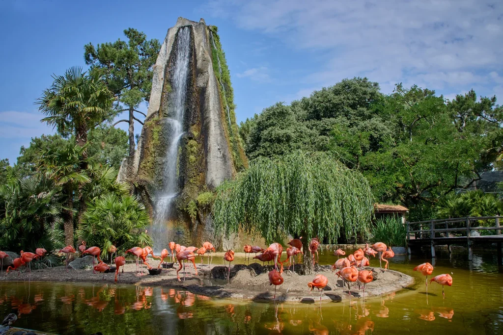 Flamants roses au Zoo de La Palmyre