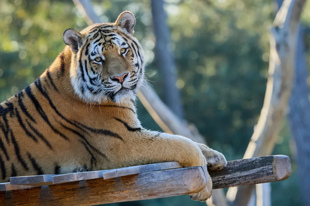 Tigre au Zoo de La Palmyre