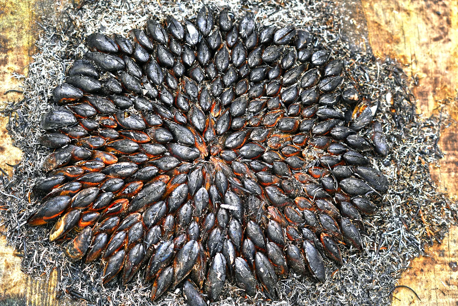 Éclade de moules