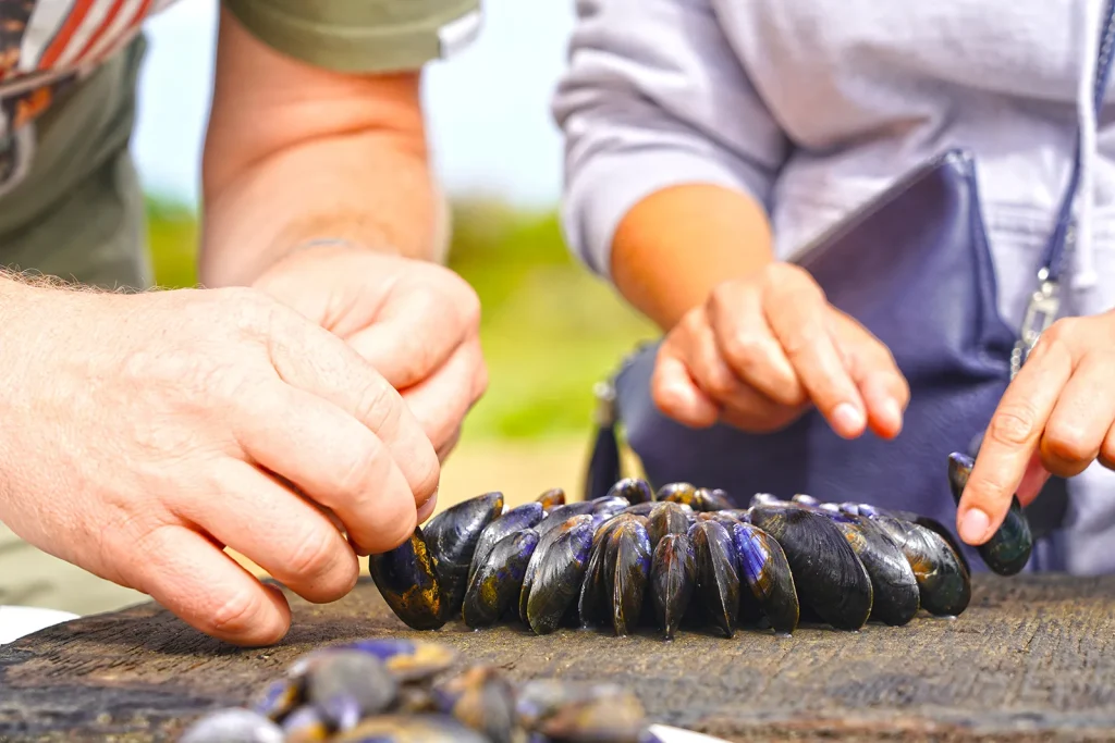 Préparation éclade de moules