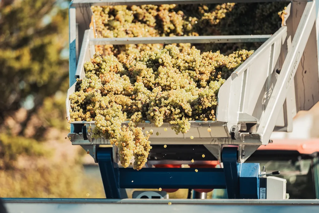 Vendanges : acheminement du raisin aux cuves