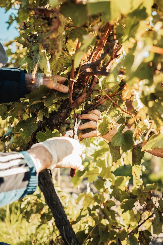 Vendanges manuelles au Domaine Côtes de l'Estuaire