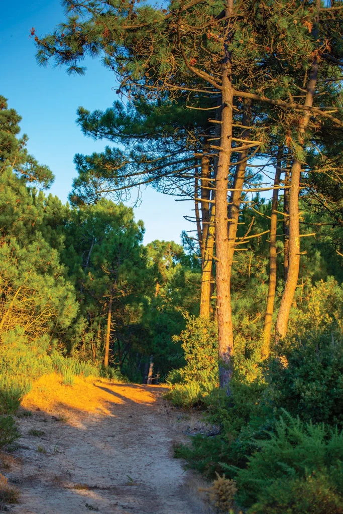 Forêt en bord de mer à Royan Atlantique