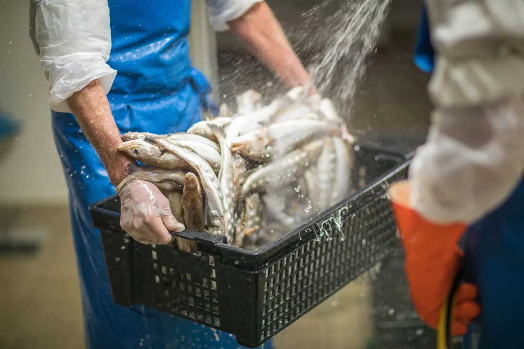 Nettoyage des poissons à la Conserverie Bertin
