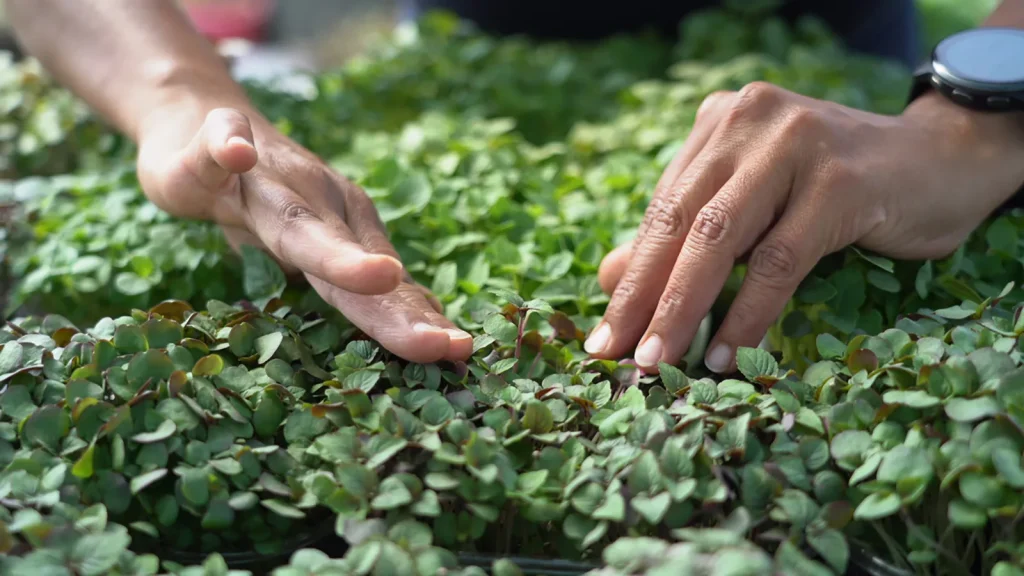Micropousses à la ferme Ti'Pousses de Luciana Fondacci