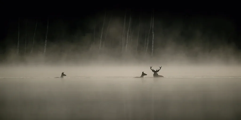 Cerf et biches - photographie de Vincent Munier