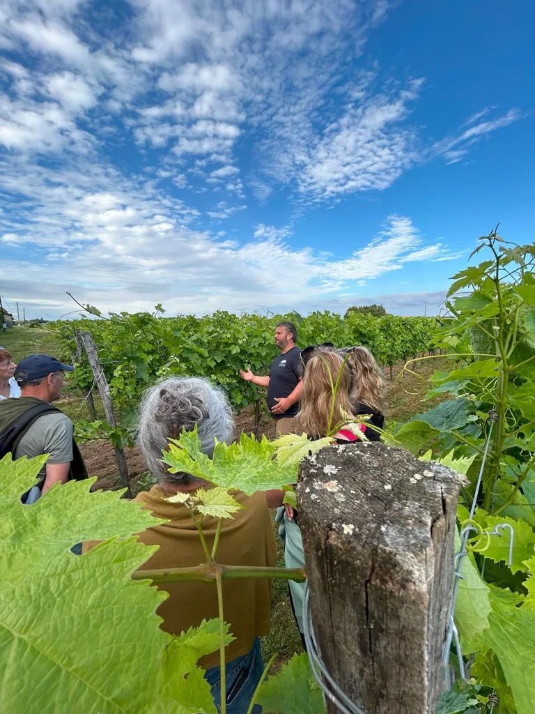 Visite découverte des vignobles à l