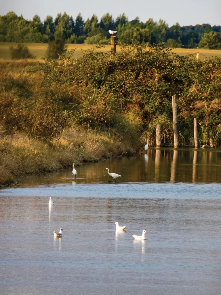 Week-end nature : observation des oiseaux