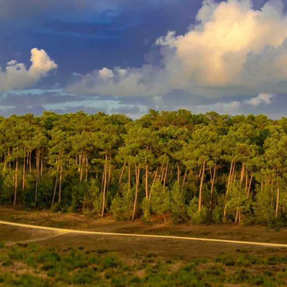 Balade en forêt pendant un week-end prolongé