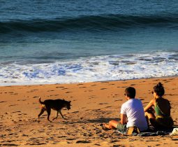 chien-plage-cote-sauvage-soiree